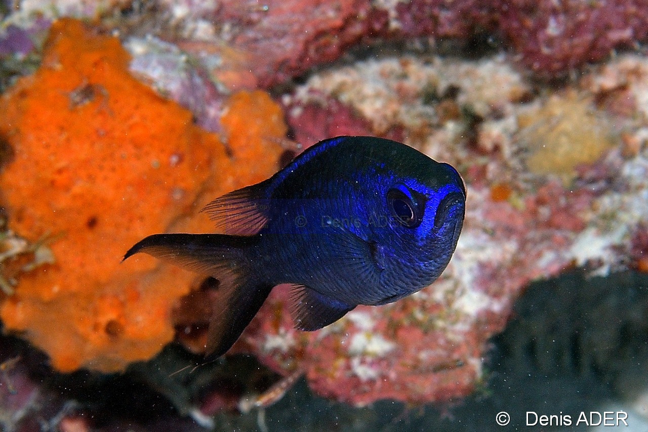 Chromis-cyanea castagnole bleue-Bonaire Buddy reef-29m-20120217-Denis-ADER-DSC_6235_tn.jpg